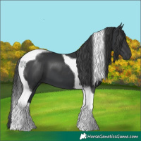 Horse Color:Black Tobiano 
