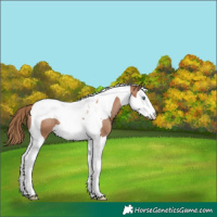 Horse Color:Black Pearl Splash Tobiano 