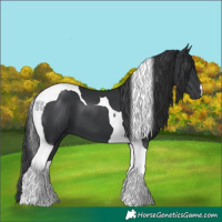 Horse Color:Black Tobiano 