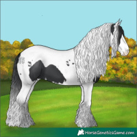 Horse Color:Black Splash Tobiano 