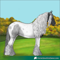 Horse Color:Black Tobiano 