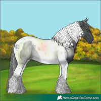 Horse Color:Black Tobiano