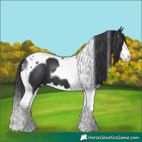Horse Color:Black Splash Tobiano