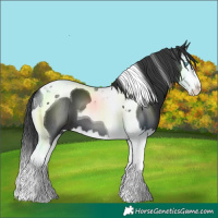 Horse Color:Black Splash Tobiano 