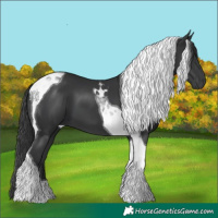 Horse Color:Black Tobiano