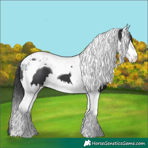 Horse Color:Black Splash Tobiano 