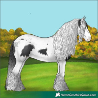 Horse Color:Black Splash Tobiano
