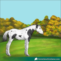 Horse Color:Black Splash Tobiano 