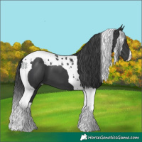 Horse Color:Black Tobiano