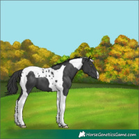 Horse Color:Black Tobiano