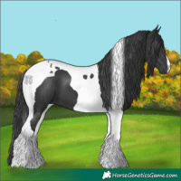 Horse Color:Black Tobiano 