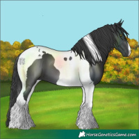 Horse Color:Black Tobiano