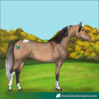 Horse Color:Bay Dun Tobiano 