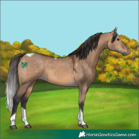 Horse Color:Bay Dun Tobiano 