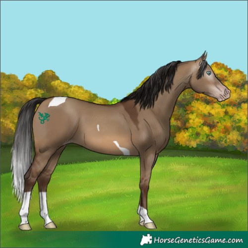 Horse Color:Gray Sable Champagne Dun Tobiano 