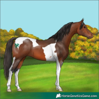 Horse Color:Bay Tobiano 