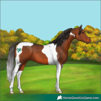 Horse Color:Bay Tobiano 