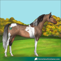 Horse Color:Brown Dun Tobiano 
