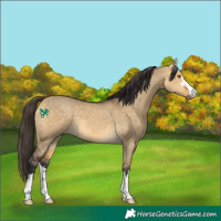 Horse Color:Buckskin Dun 