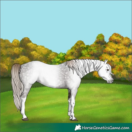 Horse Color:Gray White Spotted Liver Chestnut