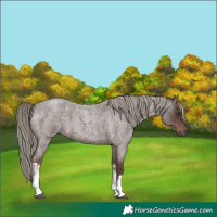 Horse Color:White Spotted Liver Red Roan Mushroom 