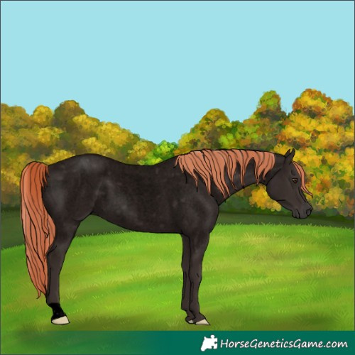 Horse Color:Void Liver Red Roan