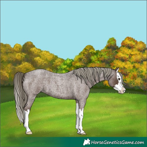 Horse Color:Liver Red Roan Mushroom Splash 