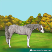 Horse Color:Liver Red Roan Mushroom Splash 
