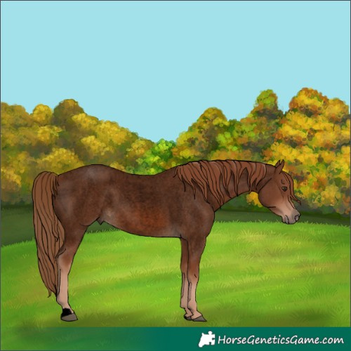 Horse Color:Void Red Roan 