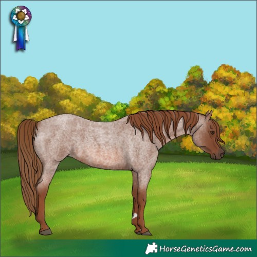 Horse Color:Red Roan 