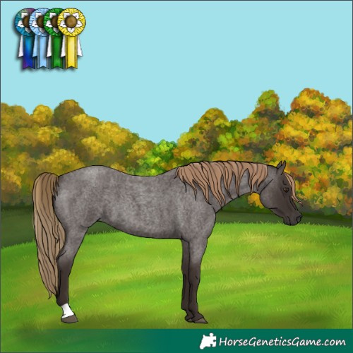 Horse Color:Liver Red Roan 