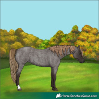 Horse Color:Liver Red Roan 