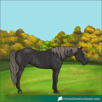 Horse Color:White Spotted Liver Chestnut Mushroom 