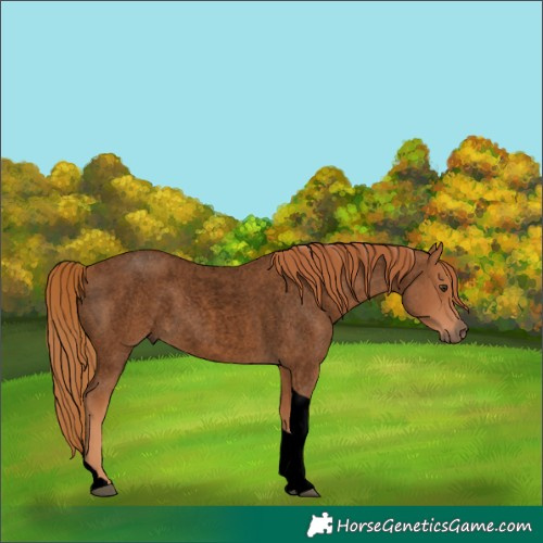Horse Color:Void Red Roan Tobiano 