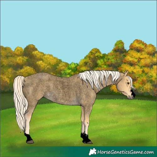 Horse Color:Void Palomino Roan 