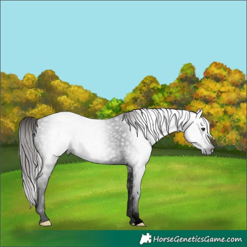 Horse Color:Gray Void Liver Red Roan 