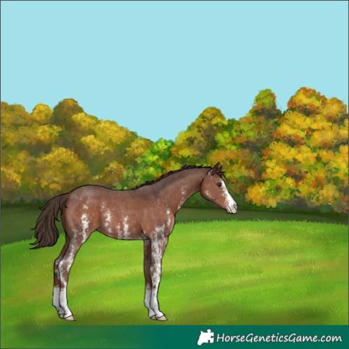 Horse Color:Liver Chestnut Sabino 