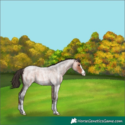 Horse Color:Bay Roan Sabino 