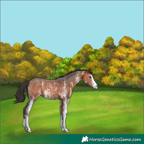 Horse Color:Bay Sabino 