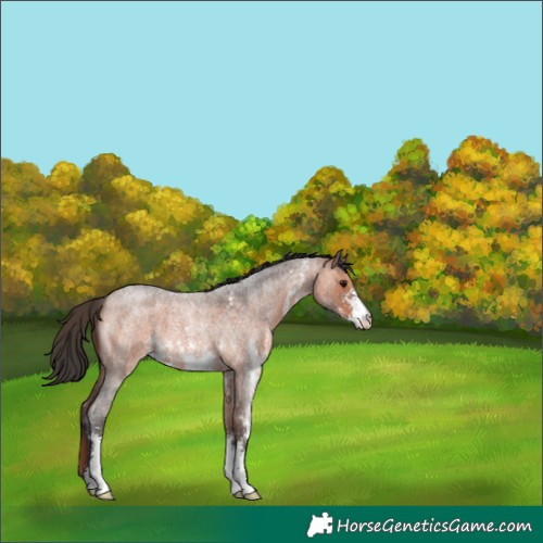 Horse Color:Bay Roan Sabino 