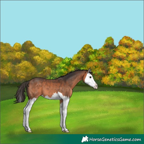 Horse Color:Bay Splash 