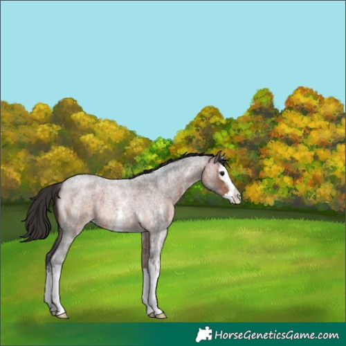 Horse Color:Brown Roan Sabino Splash 