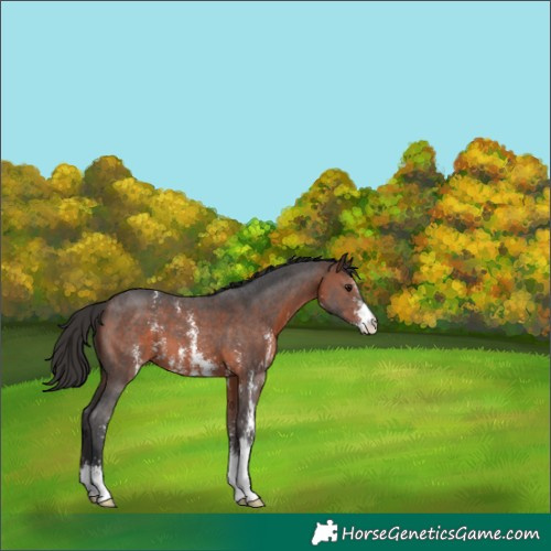 Horse Color:Brown Sabino 