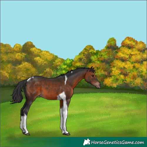Horse Color:Brown Tobiano 