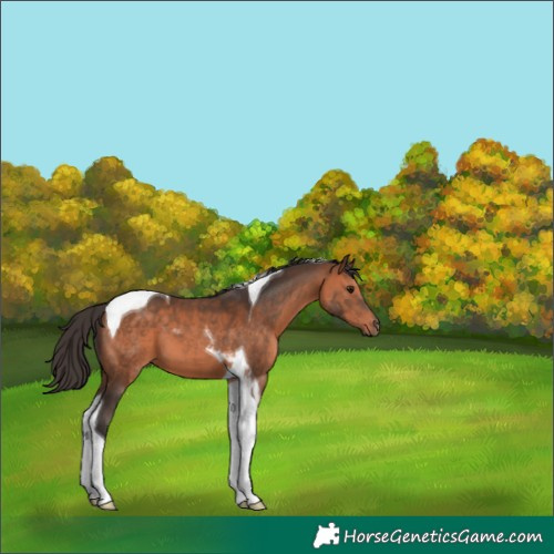 Horse Color:Bay Tobiano 