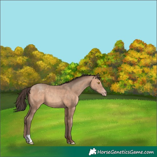 Horse Color:Amber Champagne 