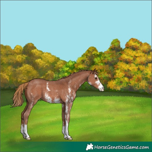 Horse Color:Chestnut Sabino 