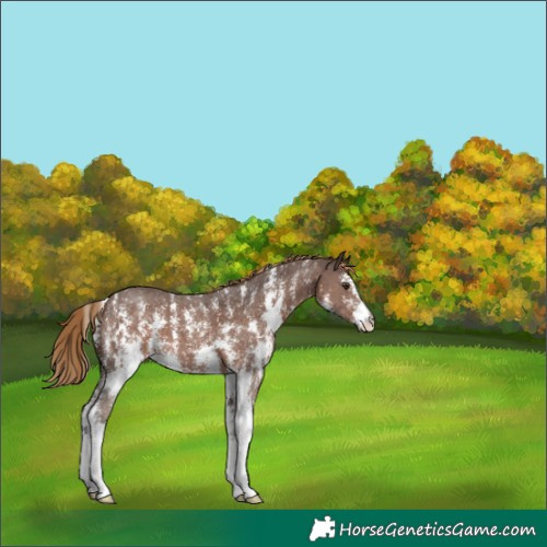 Horse Color:Liver Chestnut Sabino 