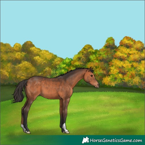 Horse Color:Bay 