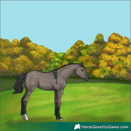 Horse Color:Grullo 